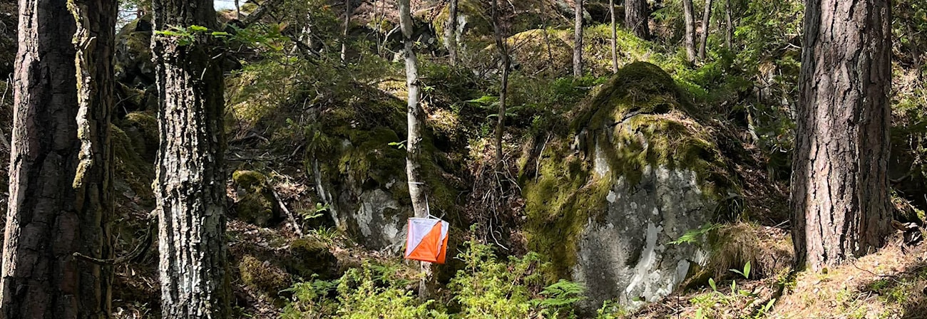 Sommertreningsløp Vardåsen